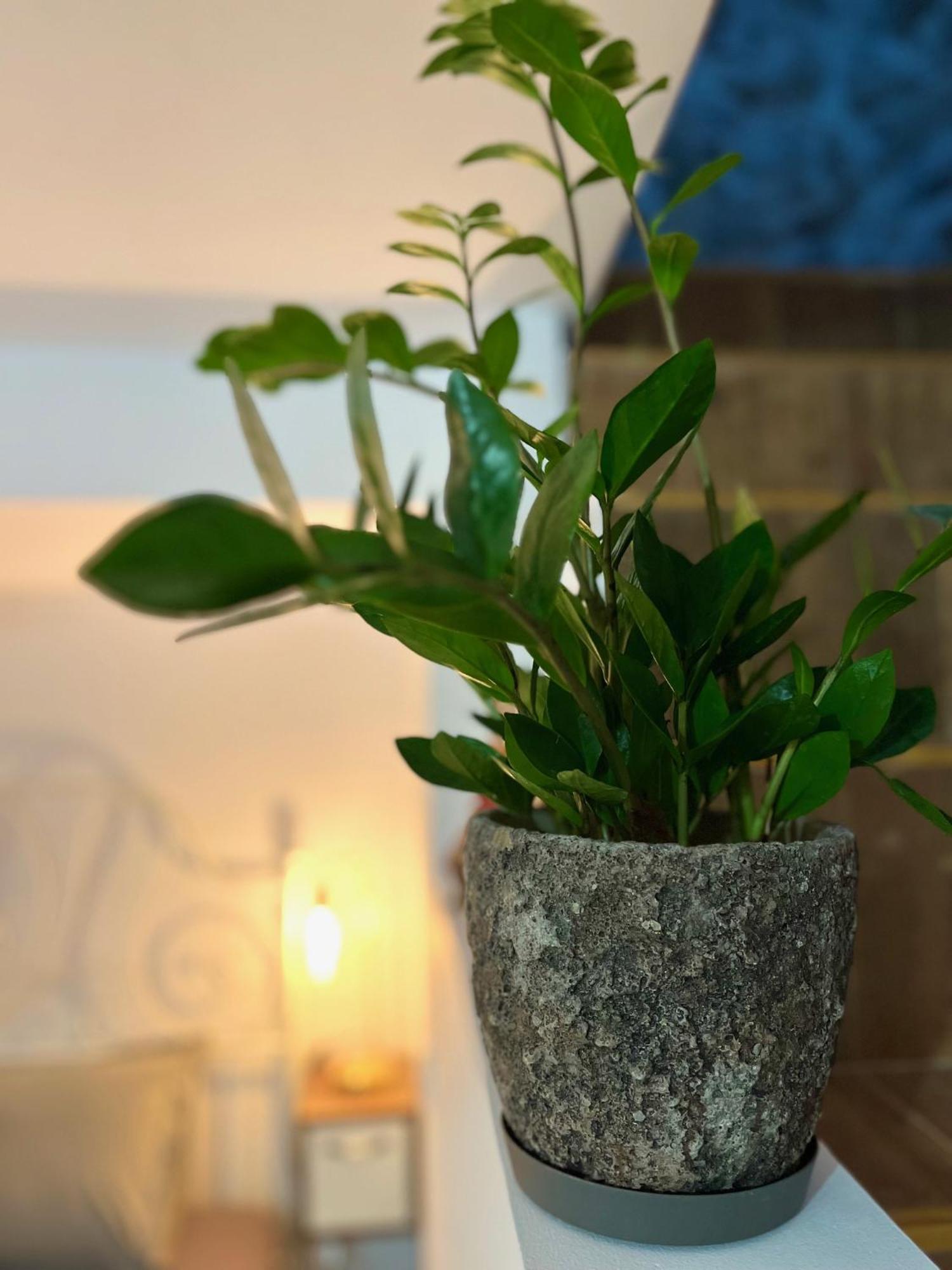 Healthystudio512 Apartments Kotor Ngoại thất bức ảnh